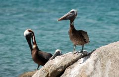Click to enlarge Nature: Flora & Fauna - Pelicans