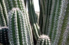 Click to enlarge Nature: Flora & Fauna - Yatu Cactus