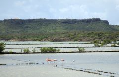 Click to enlarge Nature: Flora & Fauna - Flamingos