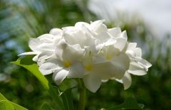 Click to enlarge Nature: Flora & Fauna - White Flower