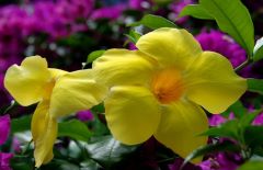 Click to enlarge Nature: Flora & Fauna - Yellow Flower